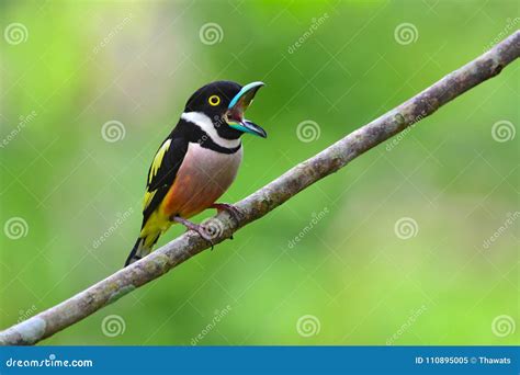 Black-and-Yellow Broadbill Bird Stock Image - Image of phetchaburi ...