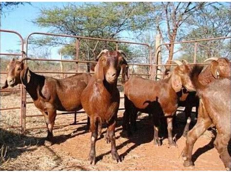 Kalahari red goats for sale – National CSA Directory