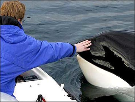 Killer Whales on the Hunt - Photo 1 - CBS News