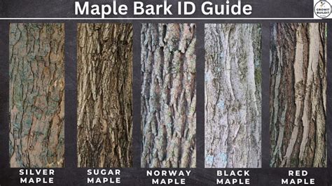 Types of maple tree bark - skinnygolf