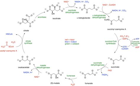 TCA Cycle