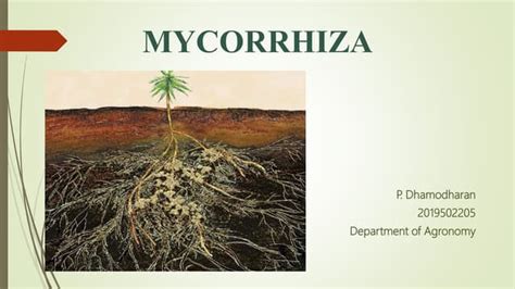 Mycorrhiza and its types | PPT