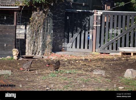 small farm with animals Stock Photo - Alamy