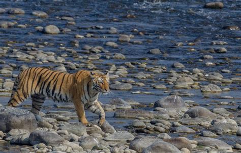 The Terai Tigers — Indian Wildlife Safaris