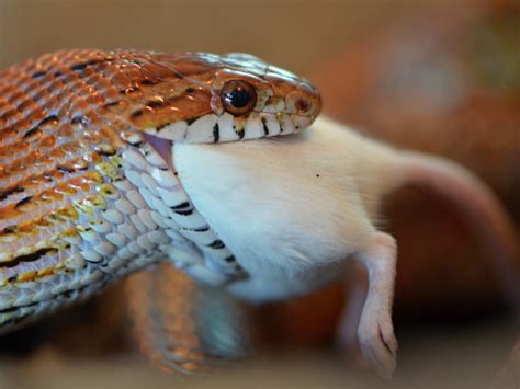 Herp Queries With Bill Love: Prey Debate - Reptiles Magazine