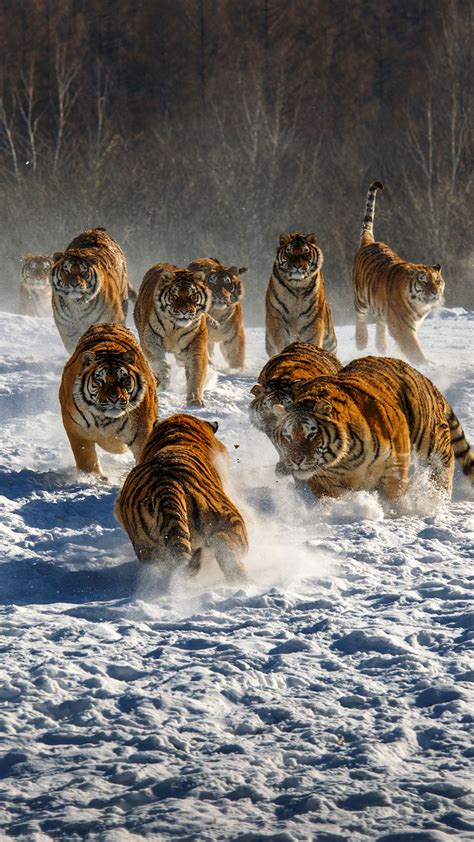 Snow Tiger Grou Android wallpaper - Android HD wallpapers