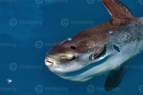 Sunfish underwater while eating jellyfish 12187181 Stock Photo at Vecteezy