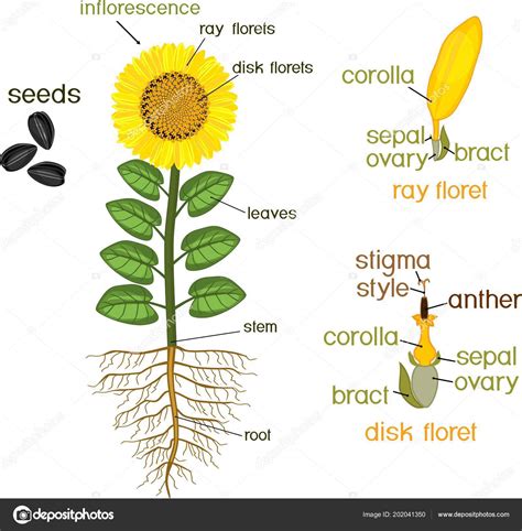 Flower Morphology Diagram | Best Flower Site