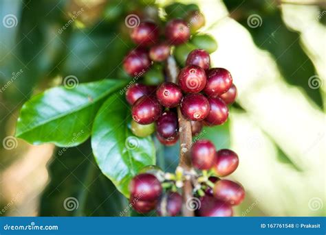 Coffee Bean Berry Ripening on Coffee Stock Photo - Image of farm ...