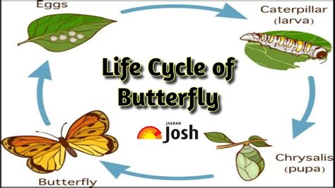 Butterfly Life Cycle: Four Stages of Butterfly Metamorphosis Explained ...