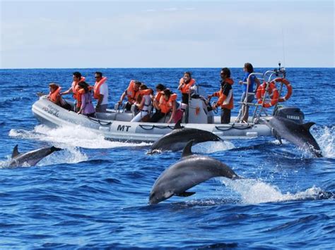 Whale watching in the Azores | Responsible Travel