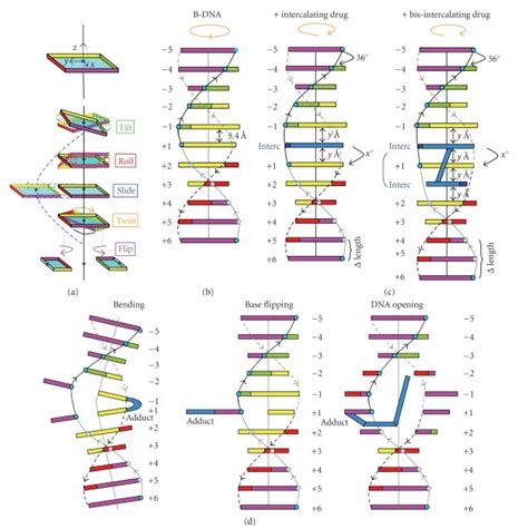 Schematic representation of DNA structure. (a) Base pair orientation ...