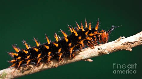 Spiky Caterpillar Photograph by Johan Larson - Fine Art America