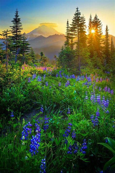 Sunrise over Mount Rainier | Beautiful Sites in the World | Pinterest