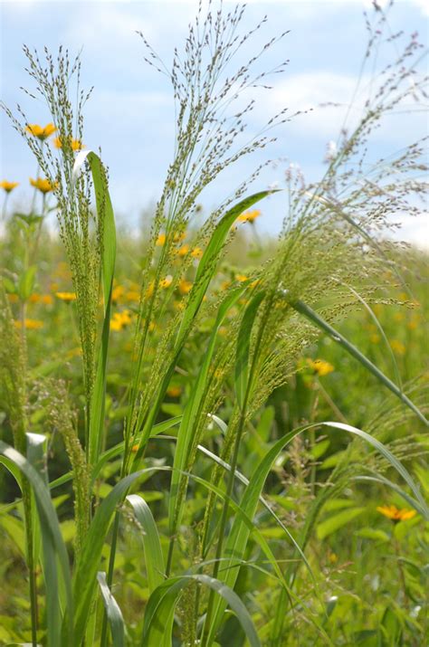 Panicum virgatum Switch Grass | Prairie Moon Nursery