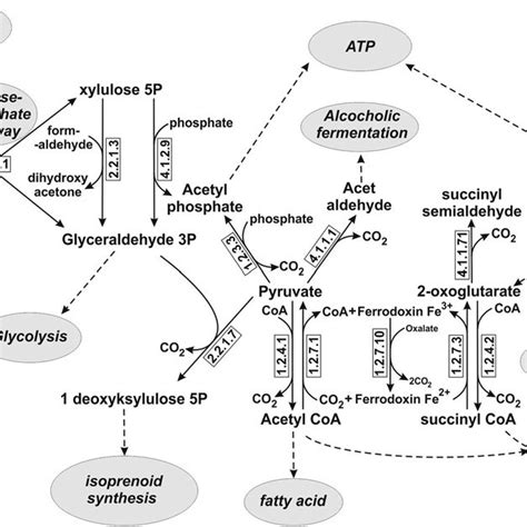 Main metabolic reactions catalyzed by thiamine pyrophosphate-dependent ...