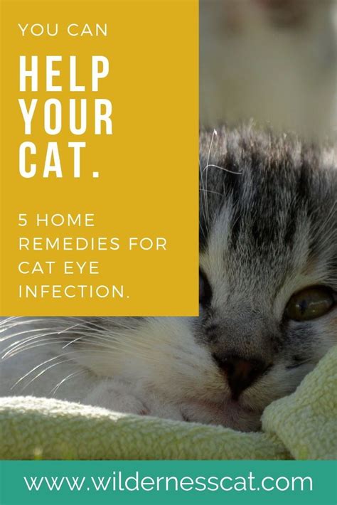 Home Remedies for Cat Eye Infection - Wildernesscat | Cat eye infection ...