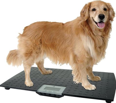 REDMON Precision Digital Pet Scale, Large - Chewy.com