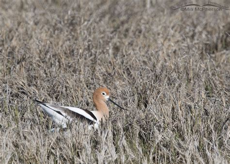 American Avocet female presumably on nest – Mia McPherson's On The Wing ...