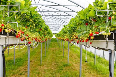 Growing Strawberries Indoors in Greenhouses: The Ultimate Guide