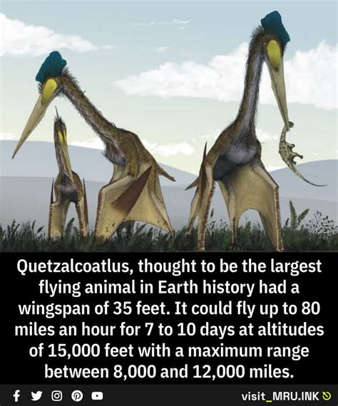 Quetzalcoatlus: Largest Flying Animal in Earth's History