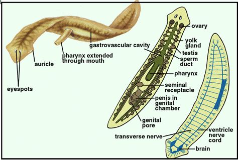 Diagram Of A Planaria