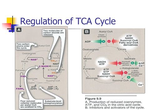 PPT - Tricarboxylic Acid Cycle (TCA), Krebs Cycle PowerPoint ...