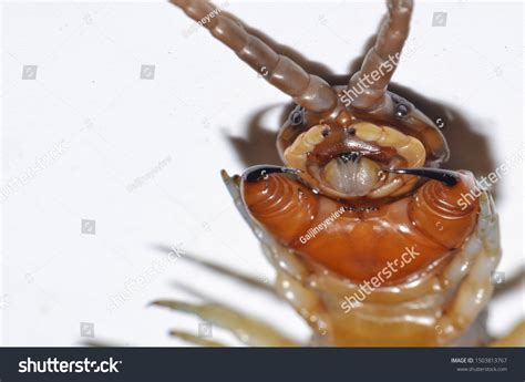 3,527 Centipede Close Up Images, Stock Photos & Vectors | Shutterstock