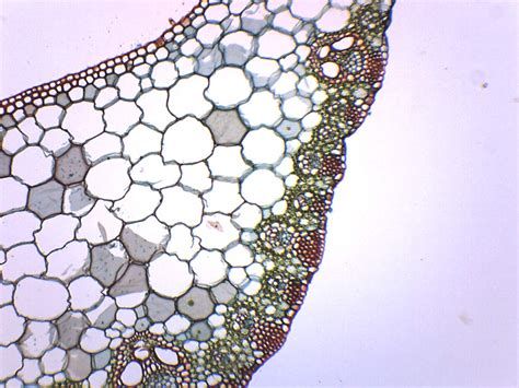 Buy Monocot & Dicot Leaf Composite, Cross Section - Prepared Micro ...