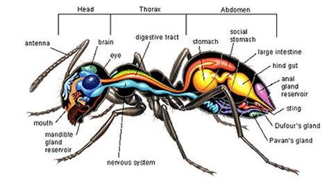 Insect Internal Anatomy