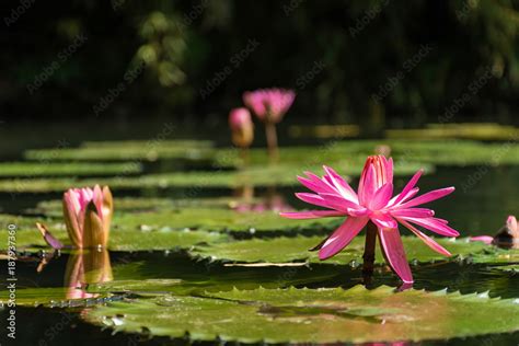 Victoria Regia water lily in pond in Piestany (SLOVAKIA) Stock Photo ...