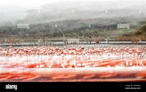 Flamingos in Lake Bogoria, Kenya Stock Photo - Alamy