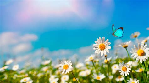 Blue Butterfly Is Flying Above White Flower In Sky Background HD ...