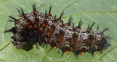 spiky caterpillar - Vanessa atalanta - BugGuide.Net