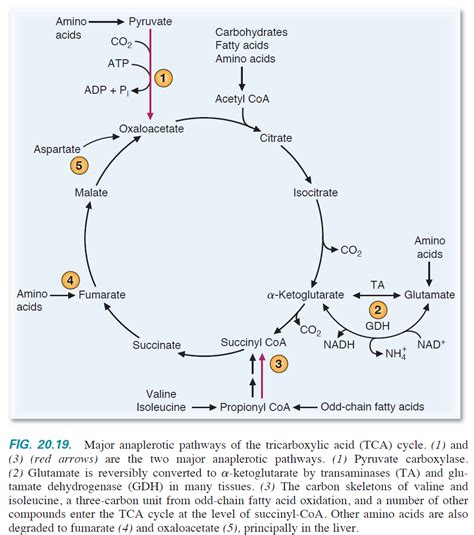 There Are Several Anaplerotic Reactions Required T... | Chegg.com