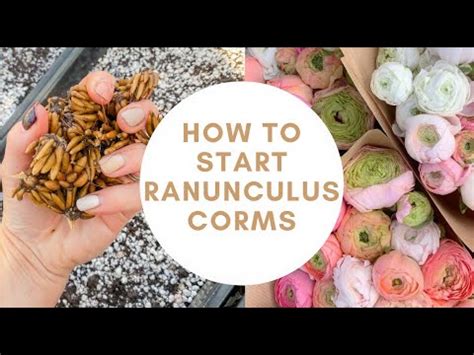 How To Pre- Sprout Ranunculus Corms | Planting Ranunculus | Ranunculus ...