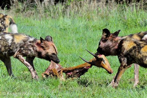 Photographing African Wild Dogs in National Parks & Game Reserves