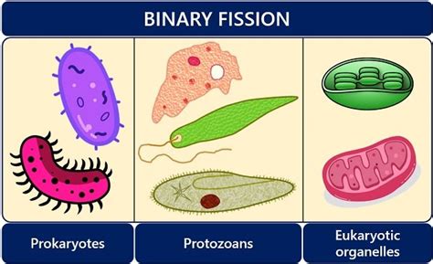 What are the Types of Binary Fission? Biology Reader