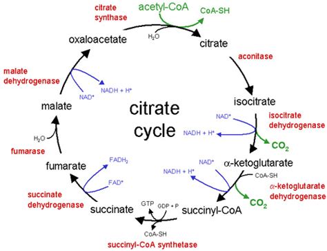 Glutaminolysis – citric acid cycle