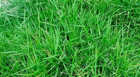 The 7 Best Bermuda Grass Seeds (Reviews, Tips & Buying Guide 2024)