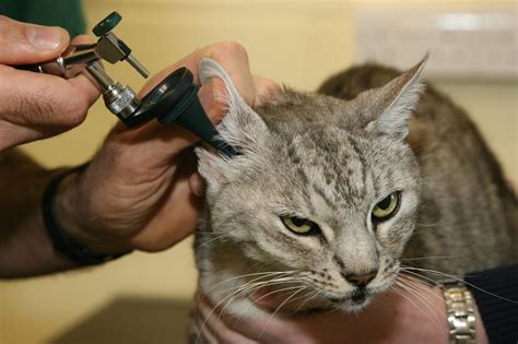 Veterinary Treatment For Ear Mites In Cats