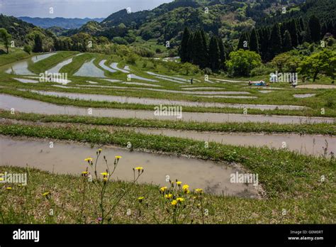 The rice paddies of the Oyama Senmaida rice terraces undulating up the ...