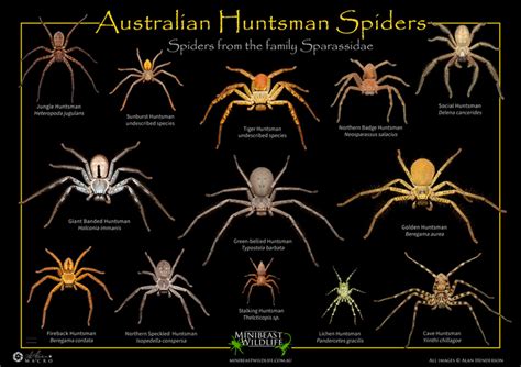 Giant Australian Huntsman Spider