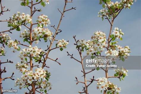 1,514 Pear Tree Flowers Stock Photos, High-Res Pictures, and Images ...