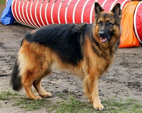 Old German Shepherd Dog: Pictures, Temperament & Traits | Hepper