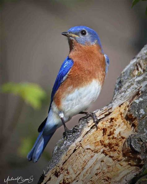 Blue Birds in Oklahoma: The Complete Guide + Photos For Fast & Accurate ID