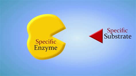 Enzymes and How They Work: An Introduction - YouTube