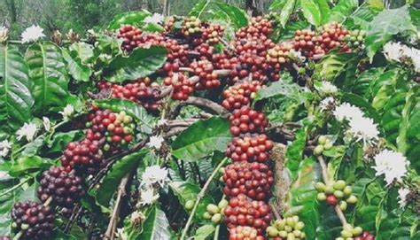 Perkebunan Kopi Di Indonesia - 50+ Koleksi Gambar