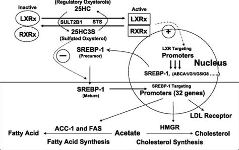 25-Hydroxycholesterol-3-sulfate regulates macrophage lipid metabolism ...