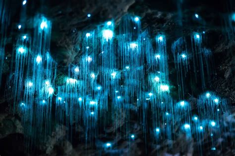 35 Fascinating Waitomo Glowworm Caves Facts